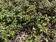 Arctostaphylos uva-ursi