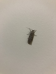 Agriphila geniculea