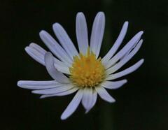 Symphyotrichum divaricatum