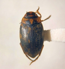 Dytiscidae
