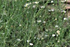 Symphyotrichum divaricatum