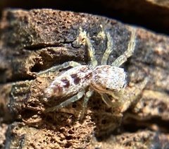 Hentzia