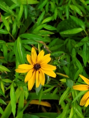 Rudbeckia fulgida