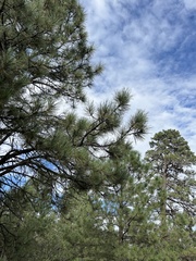Pinus ponderosa