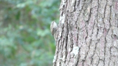 Certhia brachydactyla