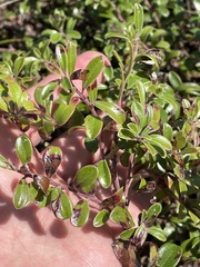 Arctostaphylos uva-ursi