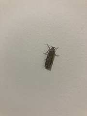 Agriphila geniculea