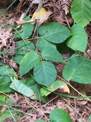 Toxicodendron rydbergii