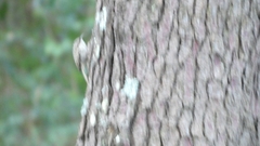 Certhia brachydactyla