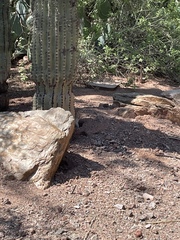 Xerospermophilus tereticaudus