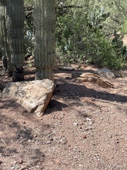 Xerospermophilus tereticaudus