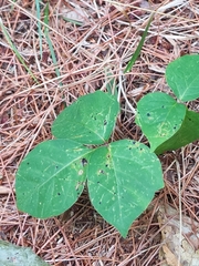 Toxicodendron rydbergii
