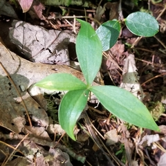 Medeola virginiana