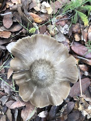Pluteaceae