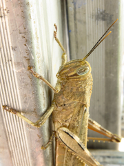 Anacridium aegyptium