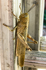 Anacridium aegyptium
