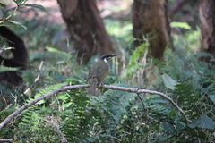 Meliphaga lewinii