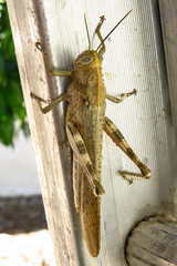 Anacridium aegyptium