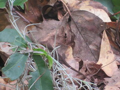 Anolis carolinensis