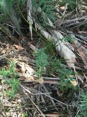 Pimelea treyvaudii