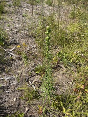 Liatris novae-angliae
