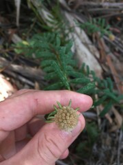 Pimelea treyvaudii