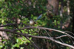 Malurus cyaneus