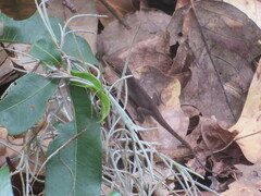 Anolis carolinensis