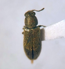 Dasytinae