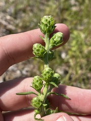Liatris novae-angliae