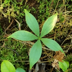 Medeola virginiana