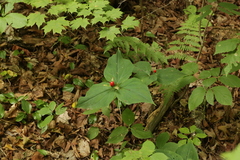 Trillium undulatum