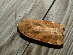 Noctua fimbriata