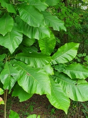 Magnolia macrophylla