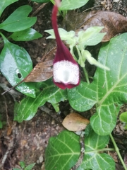 Aristolochia nelsonii