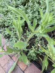 Rudbeckia hirta