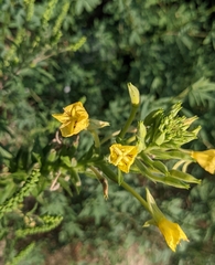 Oenothera