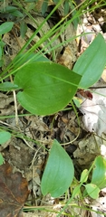 Maianthemum canadense