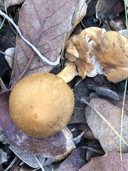 Agaricales