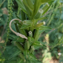 Oenothera
