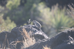 Ammospermophilus interpres