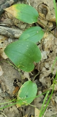Maianthemum canadense