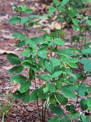 Lespedeza violacea
