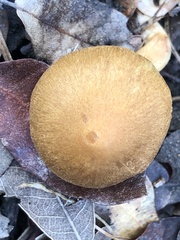 Agaricales
