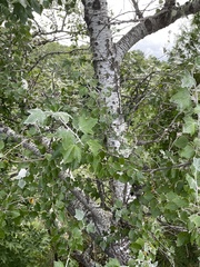 Populus alba