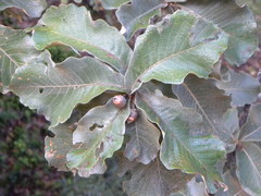 Quercus resinosa
