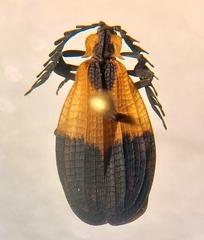 Caenia dimidiata