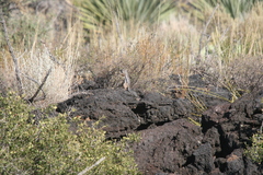 Ammospermophilus interpres