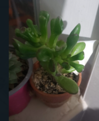 Crassula ovata