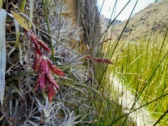 Tillandsia cauligera